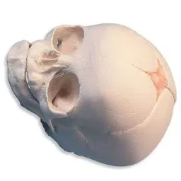 A-ONE SCIENCE Life Size White PVC Fetal Skull AOSBM15 image 3