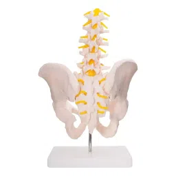 A-ONE SCIENCE Multicolor PVC Pelvis Model With 5 Piece Lumbar Vertebrae AOSBM32 image 3