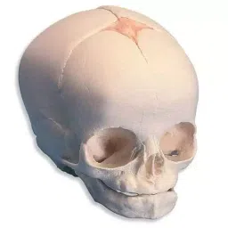 A-ONE SCIENCE Life Size White PVC Fetal Skull AOSBM15 image 2