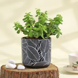 Flourishing Jade Plant in a Leaf Design Ceramic Planter image 2