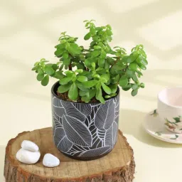 Flourishing Jade Plant in a Leaf Design Ceramic Planter image 3