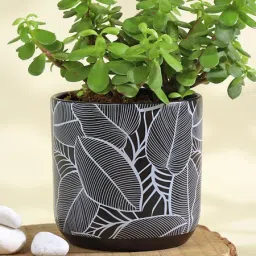 Flourishing Jade Plant in a Leaf Design Ceramic Planter image 4