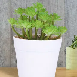 Kuber Industries Green & White Artificial Succulent Plant With Pot-picture-46