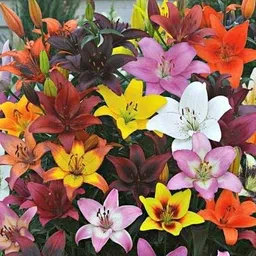 radha krishna agriculture Radha Krishna Agriculture™ Asiatic lily Mix Color Flower Bulbs for Home & Kitchen Gardening (Pack Of 3) (Multicolour) image 1