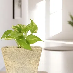 GARDEN'S NEED Jaguar Greece Beige Planter With Tray image 3