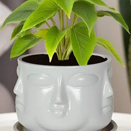 LASAKI White Textured Ceramic Planter With Plate-picture-31