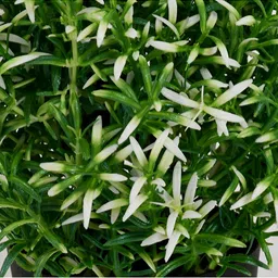 paperi White 1 Pieces Rosmarinus Artificial Plant With Pot image 3