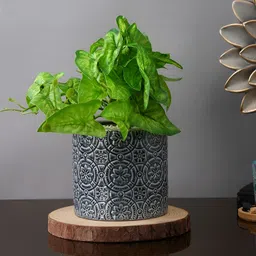 TAYHAA Grey & White Floral Vintage Embossed Ceramic Planter-picture-49
