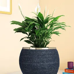 Living scapes by Pantaloons Navy Blue Jute Planter-picture-10