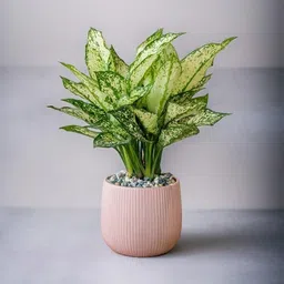 generic Indoor plants for home decor (Aglaonema snow white live plant) Pack of 1 Live plant image 1