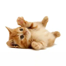 Wallpics Brown Printed Waterproof Wall Sticker-image-0