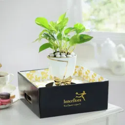 Bow of Abundance image 3