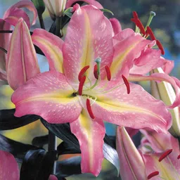 radha krishna agriculture Radha Krishna Agriculture® Lillum Asiatic Lily Flower Bulbs for Your Home and Gardening Pack Of 2 Bulbs (WHITISH PINK) image 5