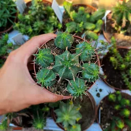 m.d. farm and nursery M.D. FARM AND NURSERY|Live Euphorbia Aggregata Cactus with pot. image 1