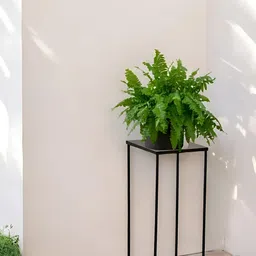 ecofynd Black Hank PlanterStand-image-19