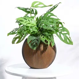 Ugaoo Vase Ball Groove Gold & Black Plastic Medium Planter image 1