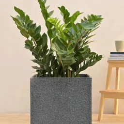Ugaoo Qubec Midnight Stone Plastic Extra Large Planter image 1