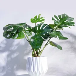 Ugaoo White Precious Horcrux Ceramic Medium Pot image 1