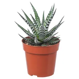 ikea haworthia Potted plant, zebra cactus, 9 cm image 1