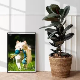 LC Photo Paper 180 GSM 50 Sheets White Glossy A4 Size for Color Photo Printing image 4