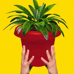 Urban Choice Red 1 Pieces Core image 3