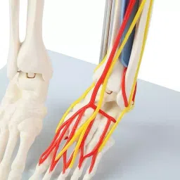 A-ONE SCIENCE 85 cm Multicolor PVC Skeleton With Nerves and Blood Vessels AOSBM04 image 4