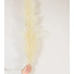 Arte Casa Imported Ivory Pampas - XL image 4