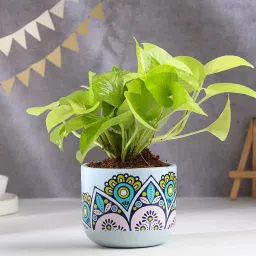 Money Plant In Rangoli Terracotta Pot-image-11