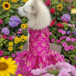 Beautiful dark pink frock for dog-picture-24