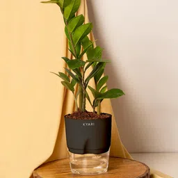 KYARI Zamia Green ZZ Indoor Plants for Living Room Live Plants Plants with Black Pot for Home Air purifier plants Plants for Home Decor-picture-24