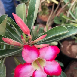 green paradise Green Paradise® Beautiful Adenium Desert Rose Bonsai Plant for office or home in a plastic Mother's day Gift with a cute card image 2