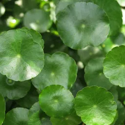 sisa garden Live Aquatic Water pennywort plant for home decoration image 3