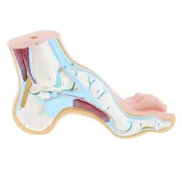 A-ONE SCIENCE Multicolor PVC Foot Anatomy Model AOSBM53 Pack of 3 Pcs image 3