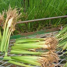 PlantaZee Live Herbal Lemon Grass Plant with Pot image 4