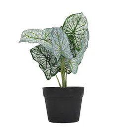 Living scapes by Pantaloons Artificial Plant image 2