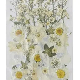 irika White Dried Pressed Flowers - 1 Sheet for Resin Art, Crafts, DIY Projects image 1