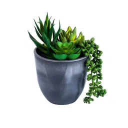 Elemntl Green & Black Succulent Artificial Plant image 5