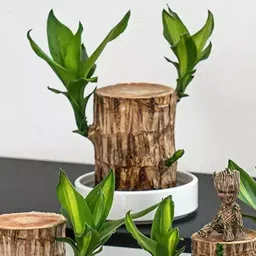 green view Brazilian Wood-picture-48