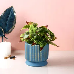 TAYHAA Blue & Gold-Toned Textured Ribbed Ceramic Planter-picture-46