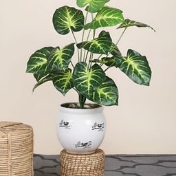 FOLIYAJ Green 1 Pieces Blossom Money Artificial Plant-picture-0