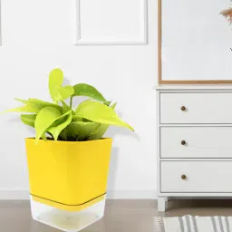 stand master Golden Natural Money Plant With Yellow self watering Pot-picture-11