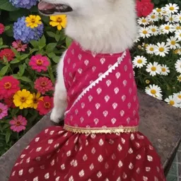 Gorgeous frock for dog image 1