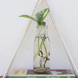 vah kya bat hai !! VAH Kya Bat Hai Brown Wooden 1 Layer Jute Rope Wall Hanging Shelf image 5