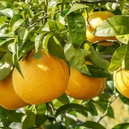 afartiobina Orange Plant-picture-18