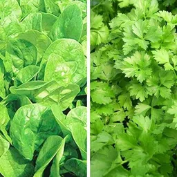 deys agro ™ Hybrid Combo Palak Spinach Seeds & Dhaniya Coriander vegetable Seed-picture-14
