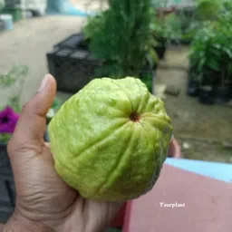 yourplant Guava Plant image 4