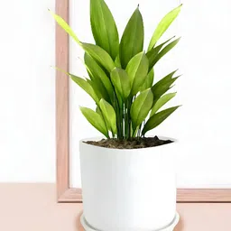 LASAKI Orin White Ceramic Handmade Planter With Plate-picture-13