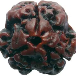 astha bhakti jewellery Nak101154/ 3 Mukhi Rudraksha Bead For Strength & Power (1 Pc) Wood-picture-10