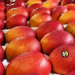 greenhousestore Mango Plant image 2