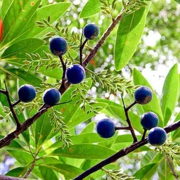 kpbhander Rudraksha Plant image 1